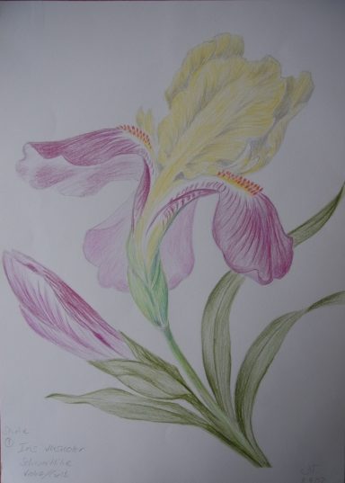 Gruß des Frühlings / Greetings of Spring